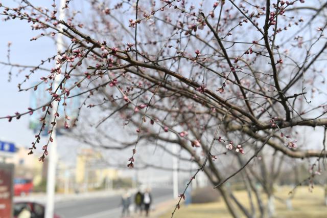 黑龙江暖阳初绽，最新气温资讯尽享春意